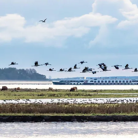 Kranichtanz An Der Seebruecke